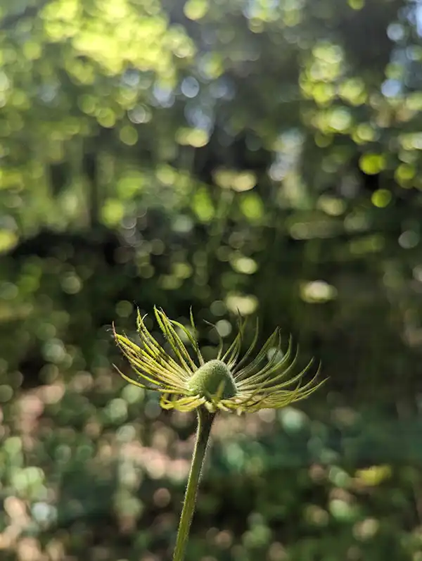 Fleur