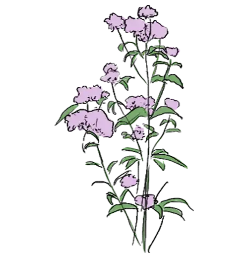 bouquet-fleur bouquet-fleur